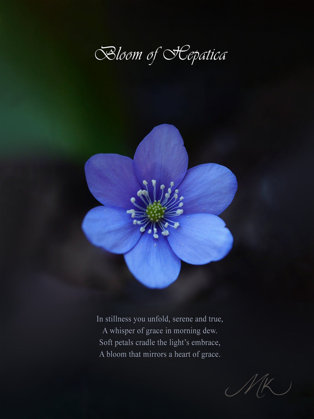 Bloom of Hepatica Ring [ENGRAVABLE]